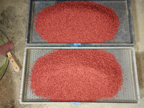 【活動報告】ドローン直播に向けた「籾のコーティング作業」を開始しました!