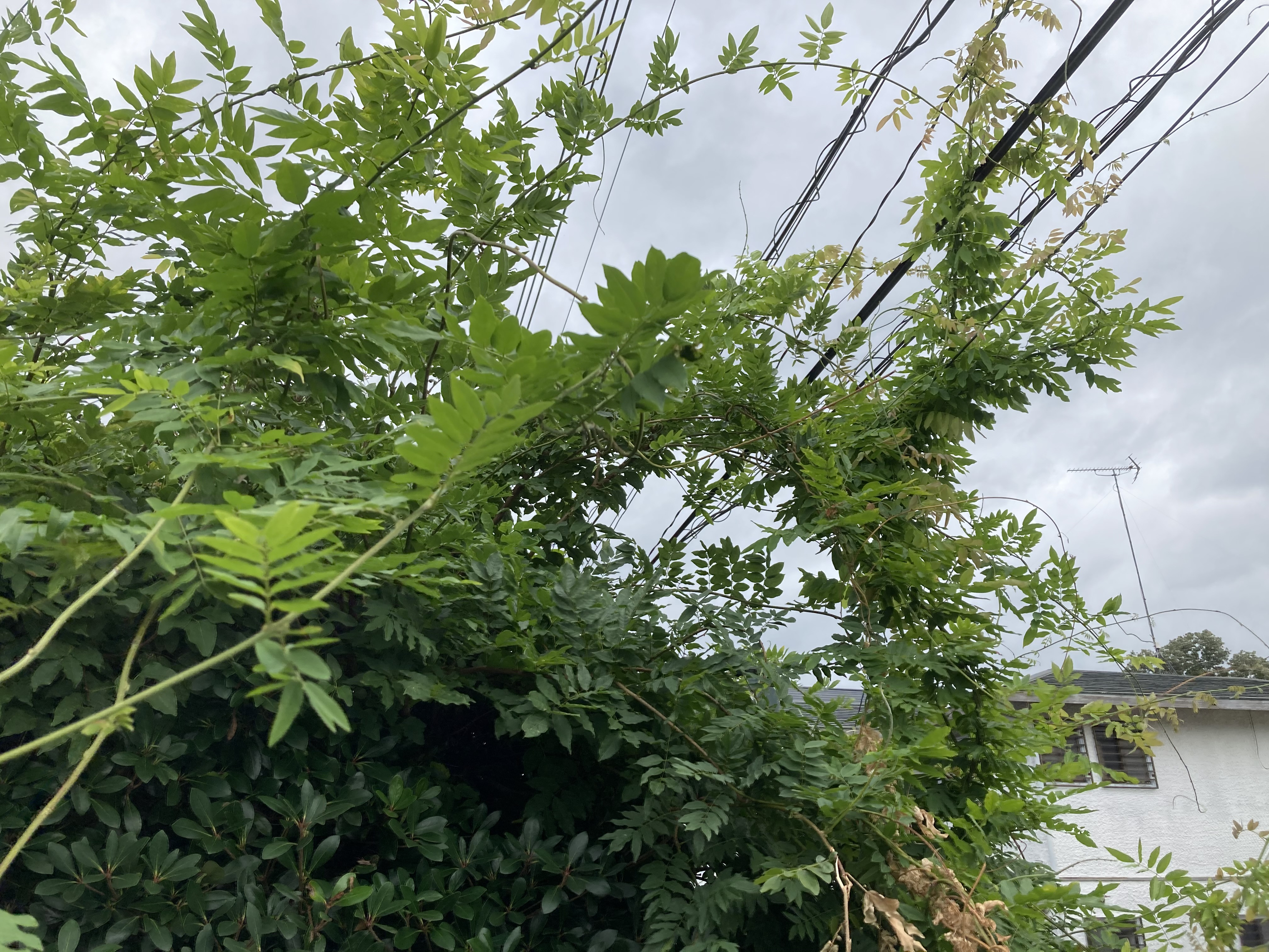 蔓(つる)の除去