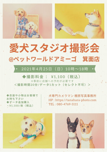 愛犬スタジオ撮影会@アミーゴ箕面店