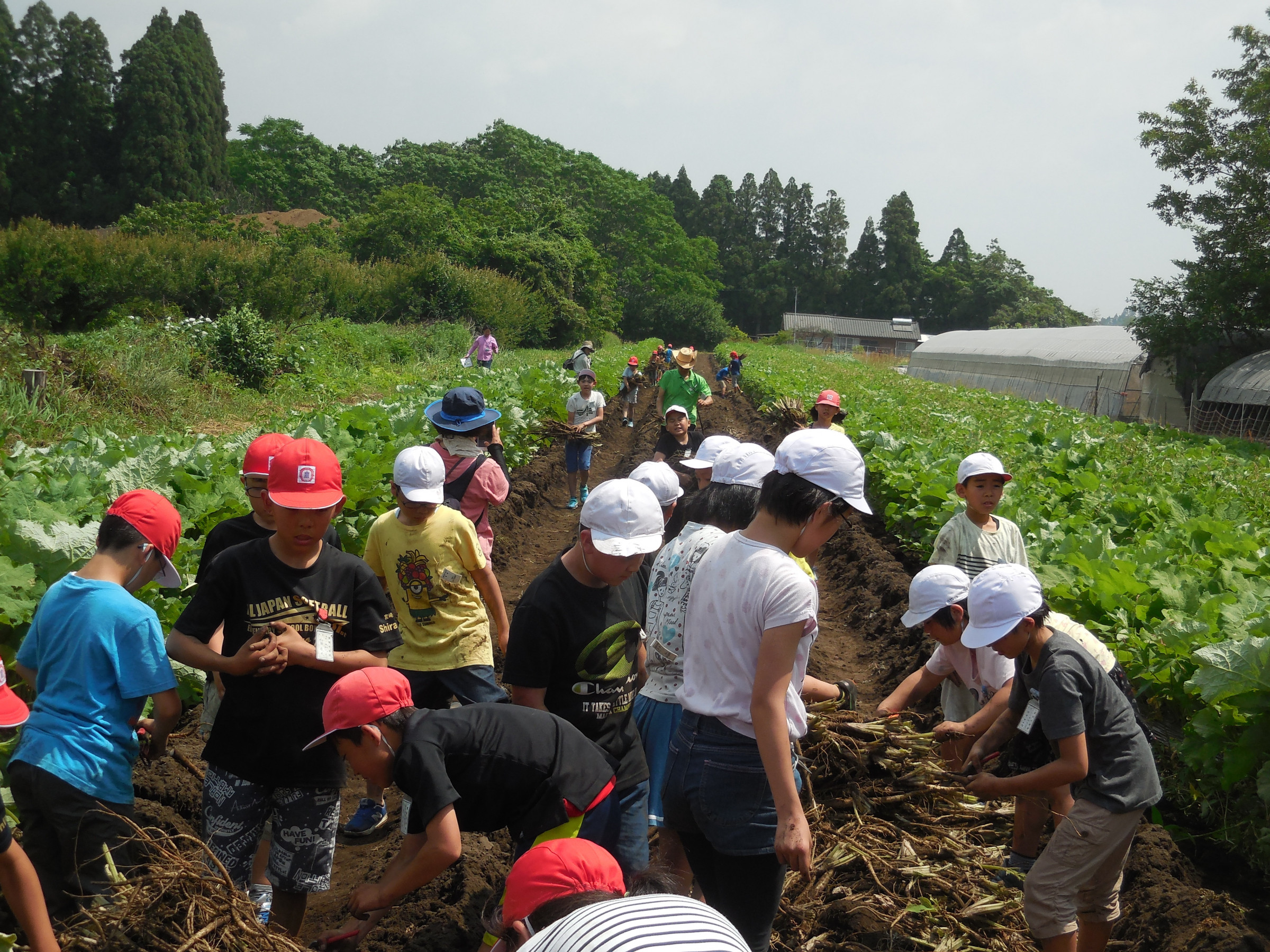 宮崎市の倉岡小学校の宿泊学習。ゴボウ収穫合戦をしました。30年5月。
