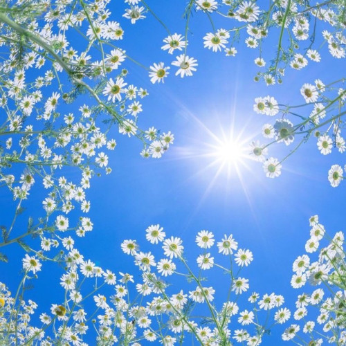 臨時休業のお知らせ