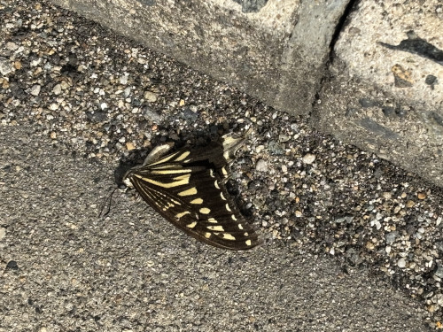 IMG_3029.jpeg