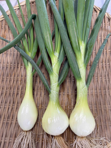 葉玉ねぎ.jpg