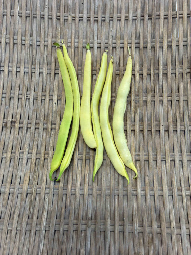 インゲン 丸莢黄.jpg