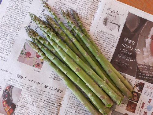 アスパラ始まります!