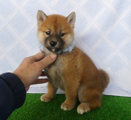 柴犬男の子です!