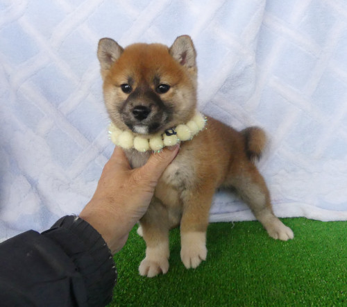 柴犬女の子です!