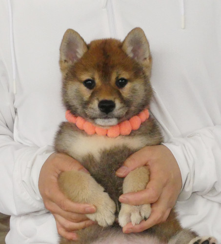 柴犬女の子です!