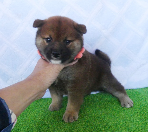 柴犬男の子です!