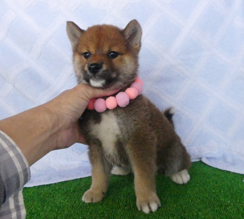 柴犬女の子です!