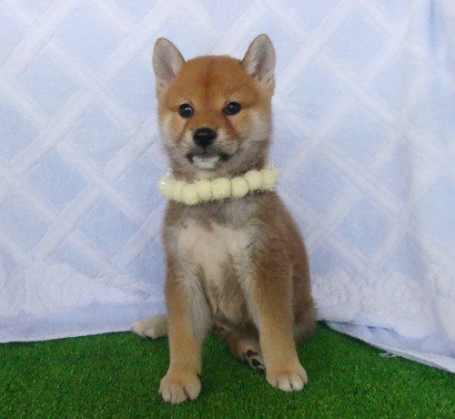 柴犬女の子です!