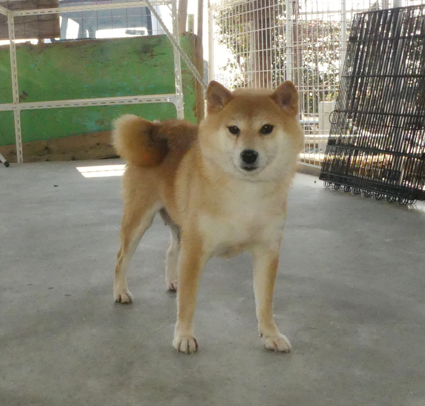 5歳の柴犬・女の子をお譲りします!