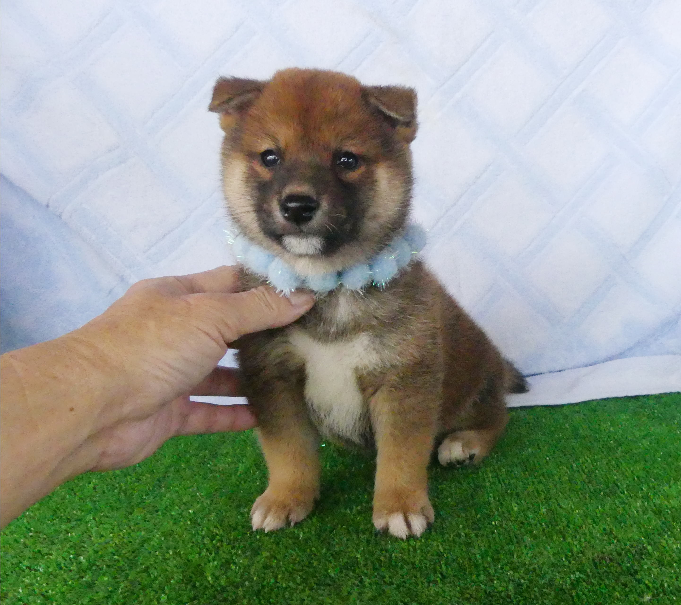 柴犬男の子です!