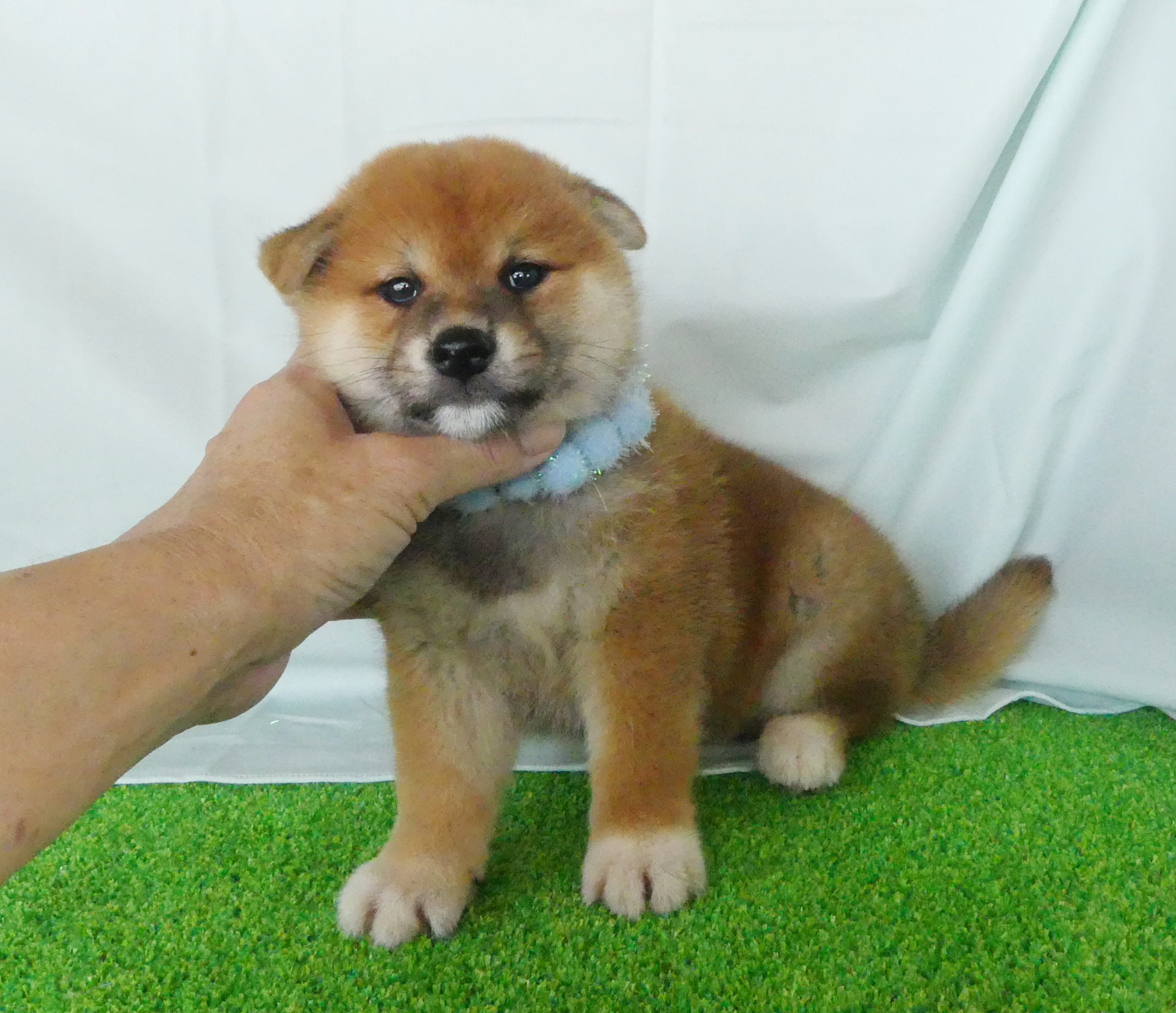 柴犬男の子です!