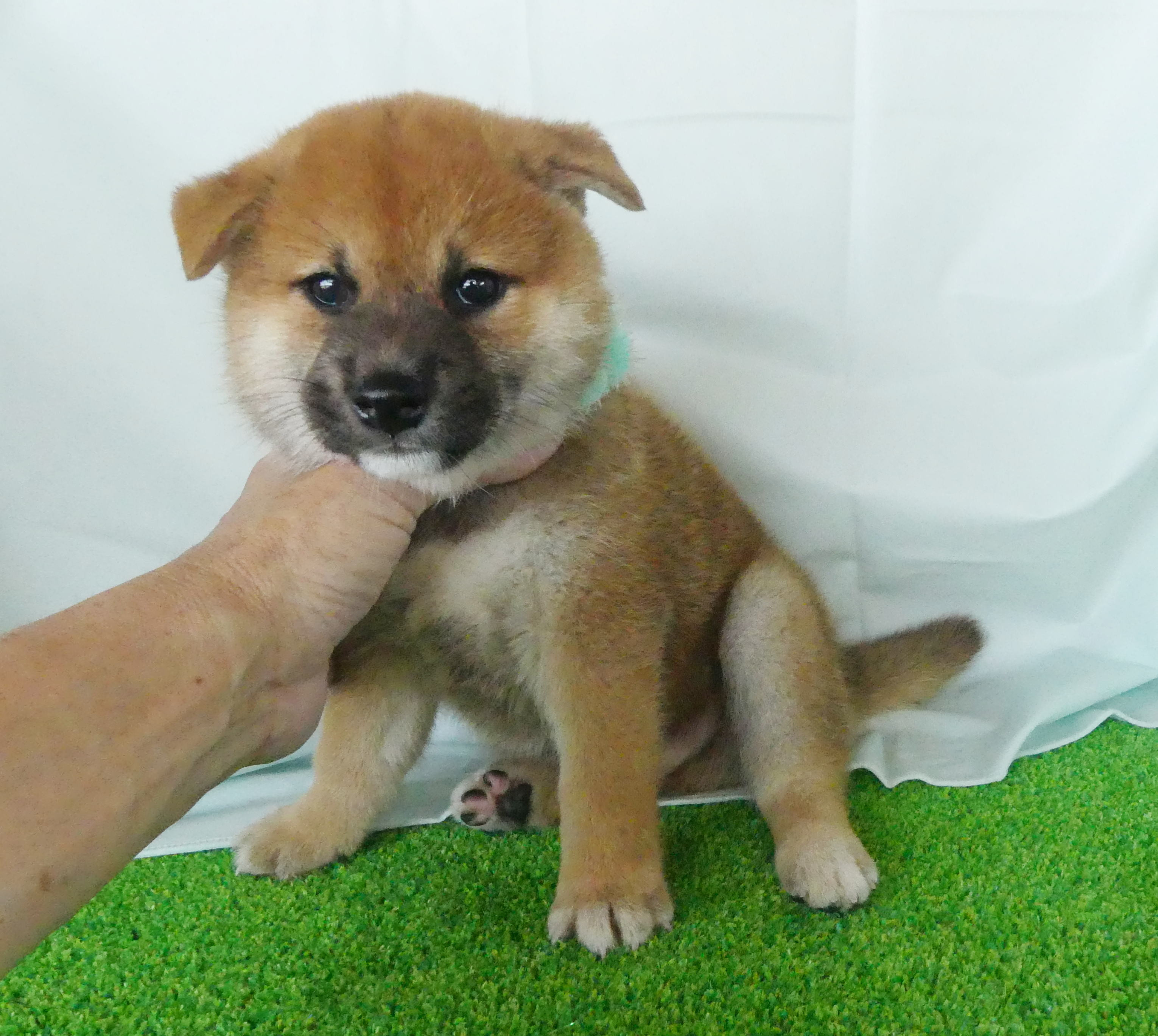 柴犬男の子です!