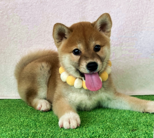柴犬女の子です!