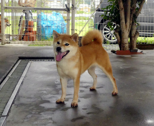 4歳の柴犬 女の子をお譲りします!