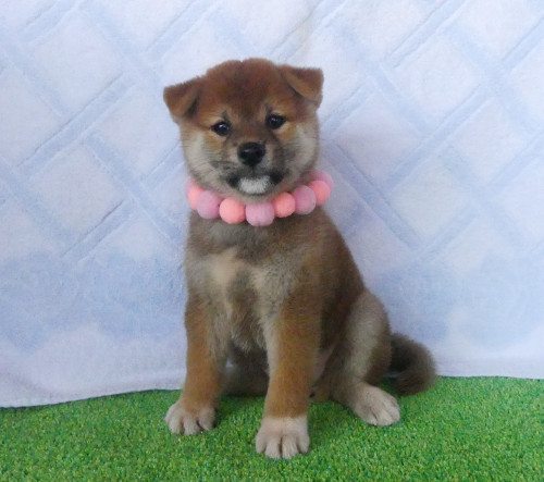 柴犬女の子です!