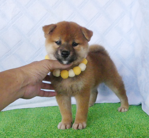 柴犬女の子です!