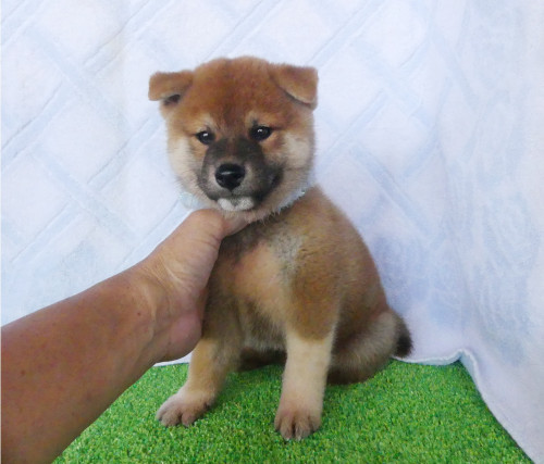 柴犬男の子です!
