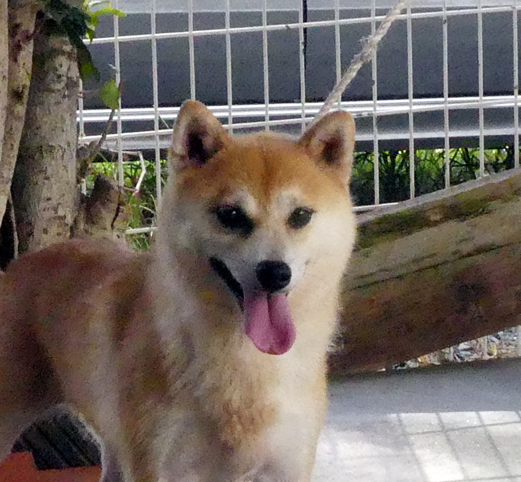 5歳の柴犬 女の子をお譲りします!
