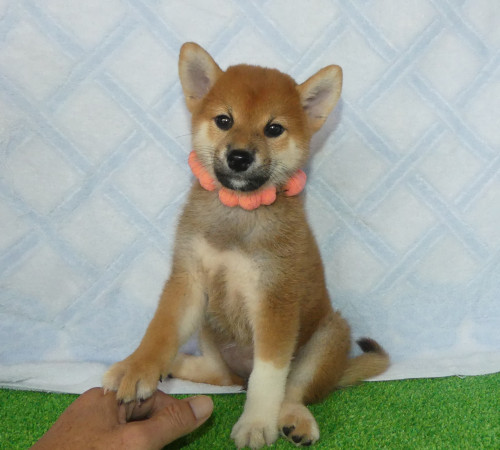 大きな眼が特徴の女の子です!