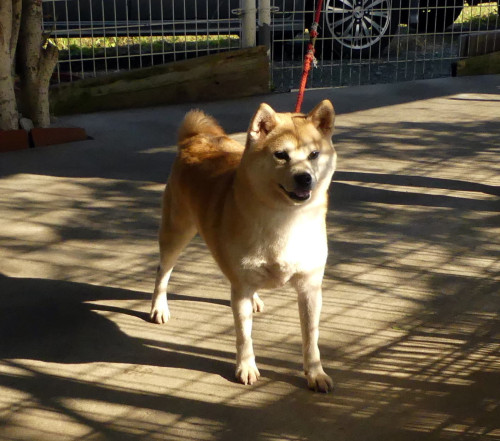 6歳の柴犬 女の子をお譲りします!