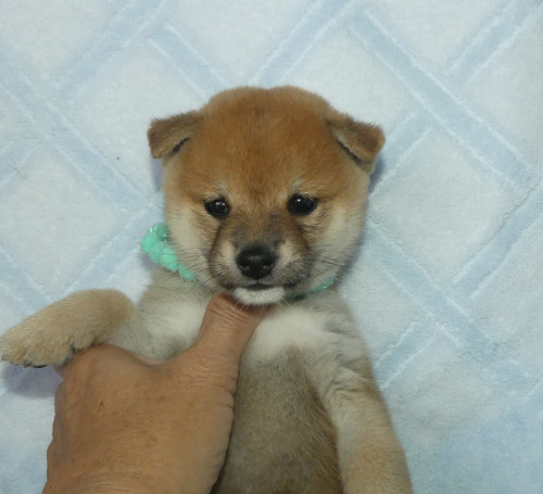 豆柴男の子です!