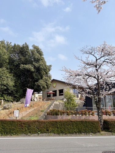 【桜が綺麗に咲いてきました♪】