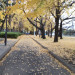 赤塚公園の紅葉１.jpg