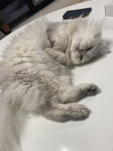 ブログを更新しました 祝‼︎猫店長琥珀くんが15歳になりました