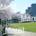 根岸森林公園の桜.jpg