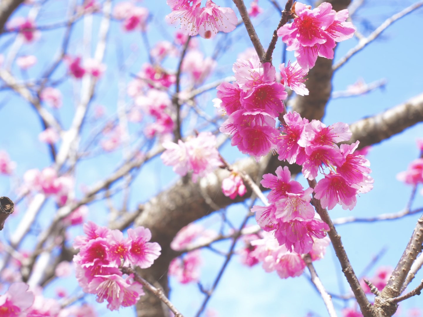 桜の花が咲き始めています🌸