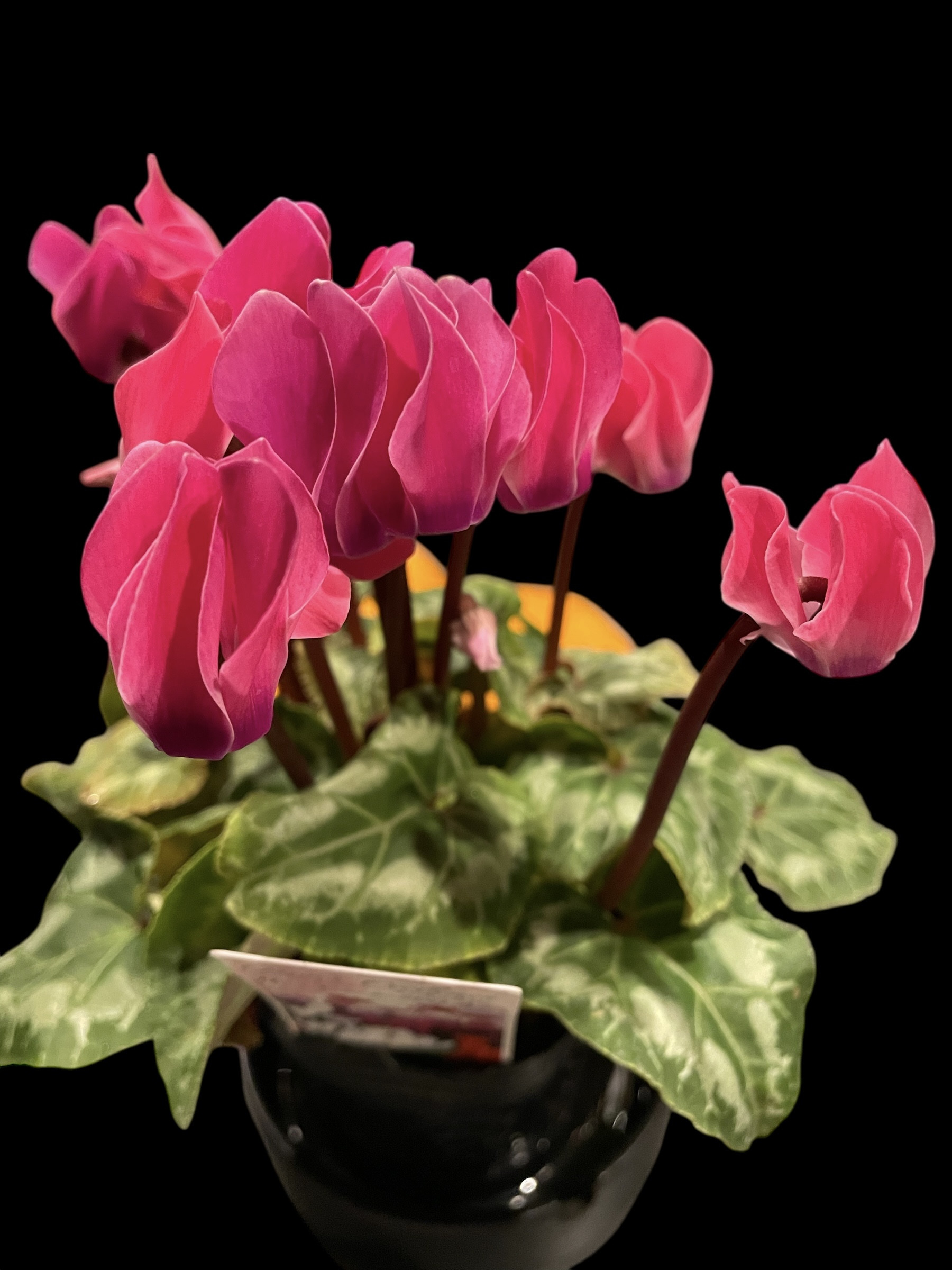 佐和田料飲店組合マップ完成