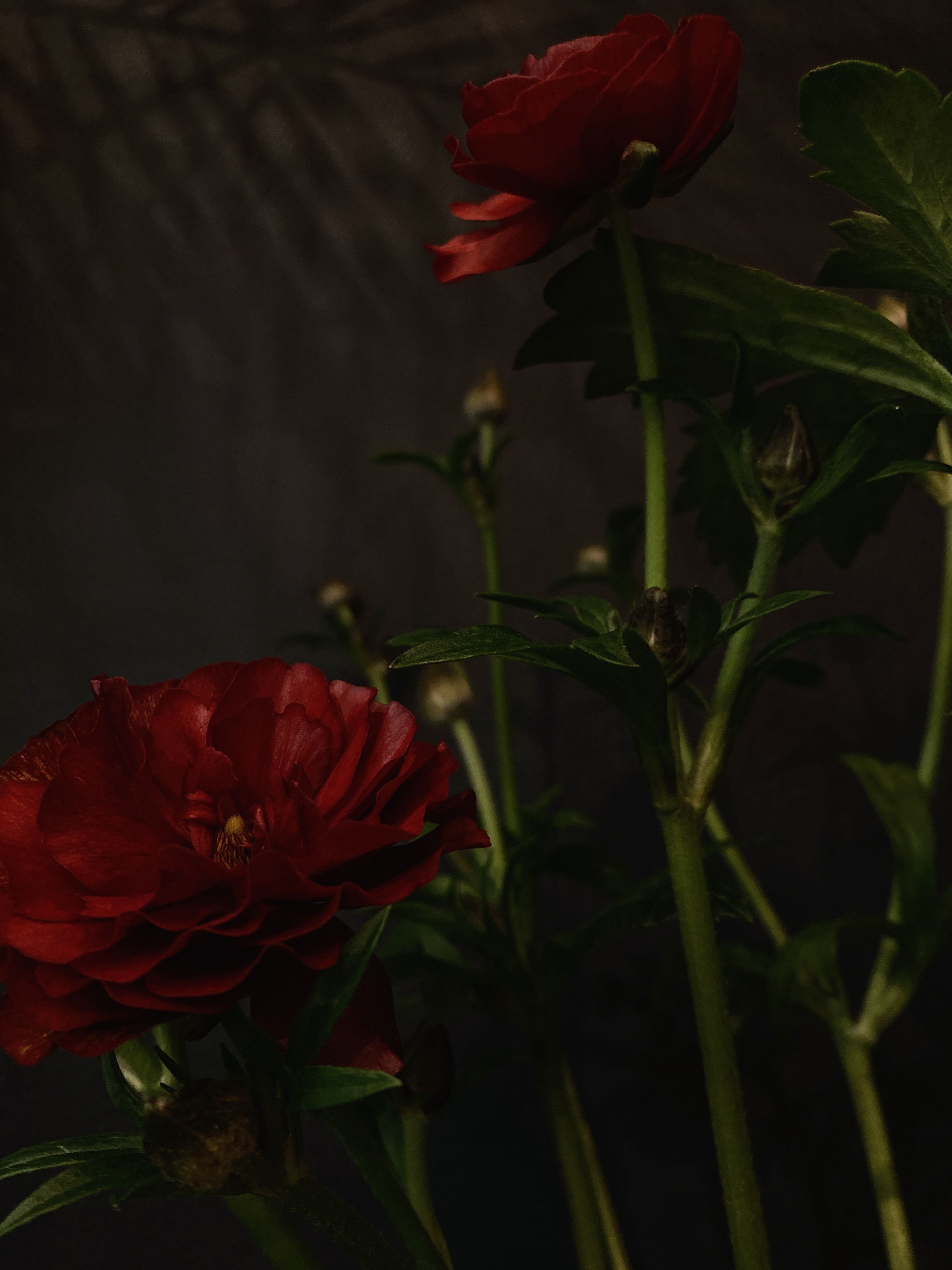 88005EB2-8D49-4FFC-BBC2-FD9DC62DE306.jpeg