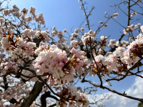 野外活動:春 お花見