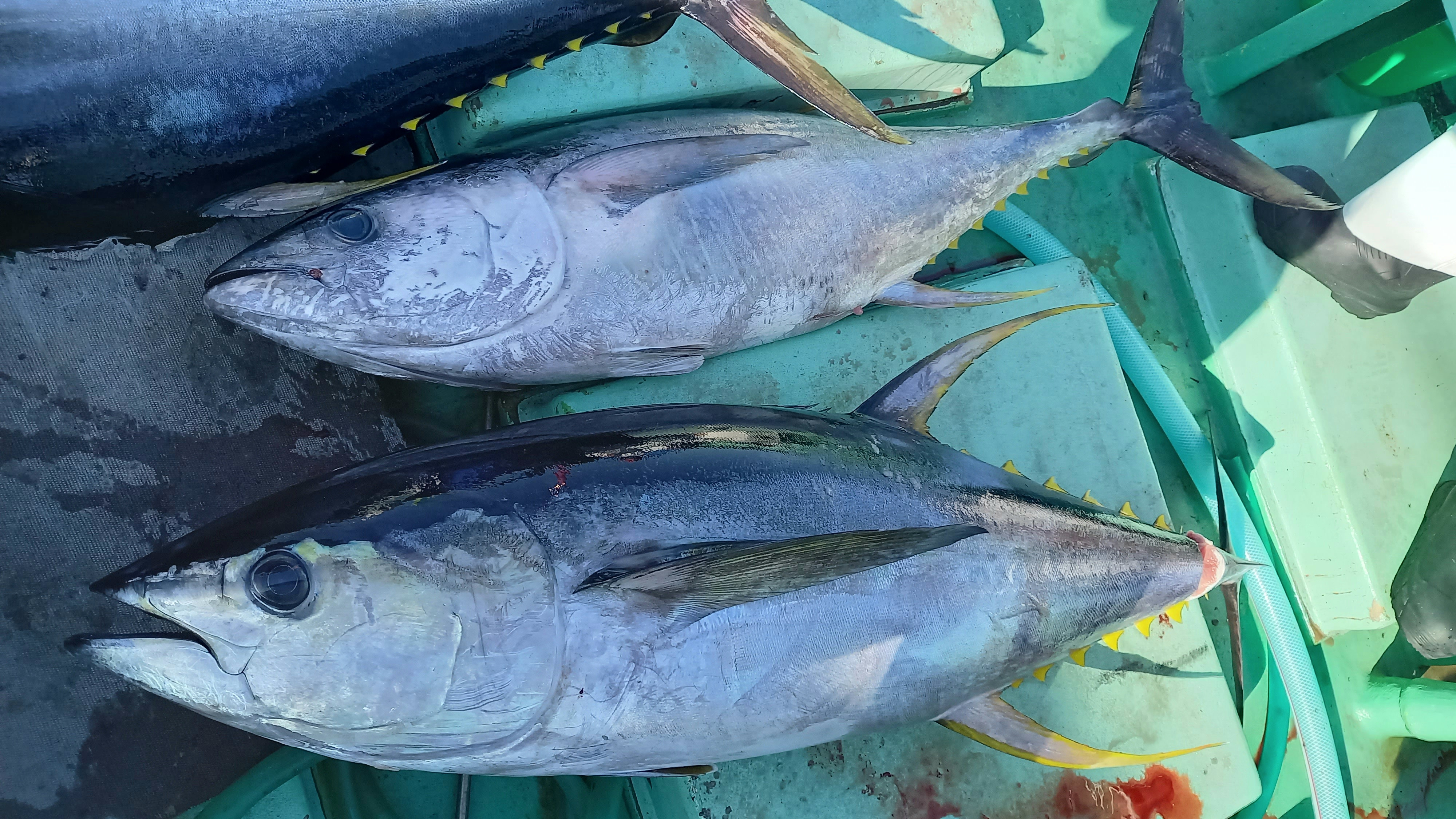 ★釣行★コマセキハダ釣り