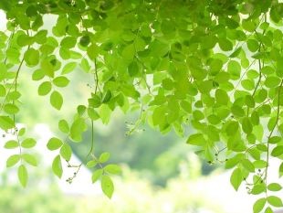夏季休業のお知らせ