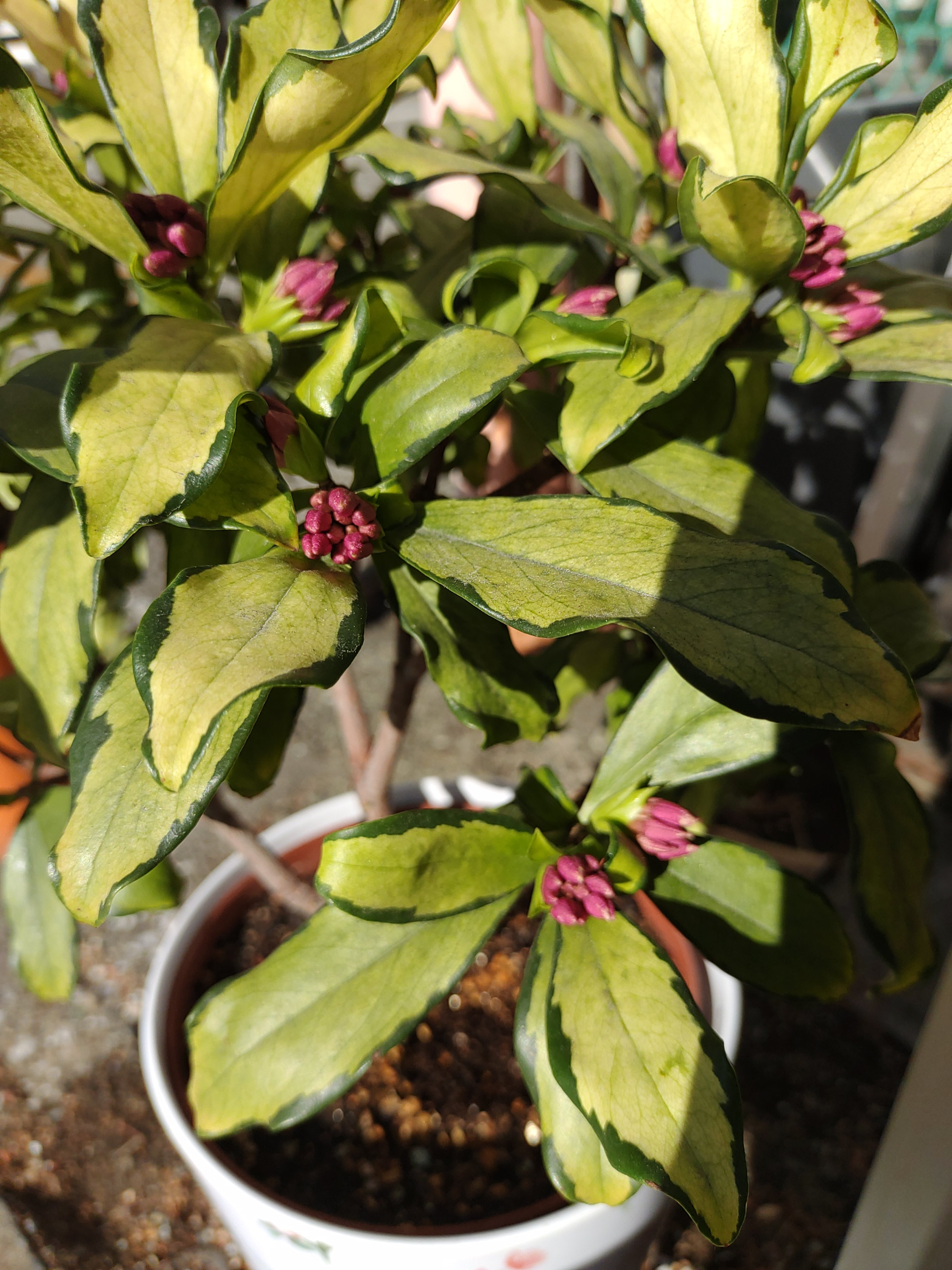 今年の沈丁花（画像あり）