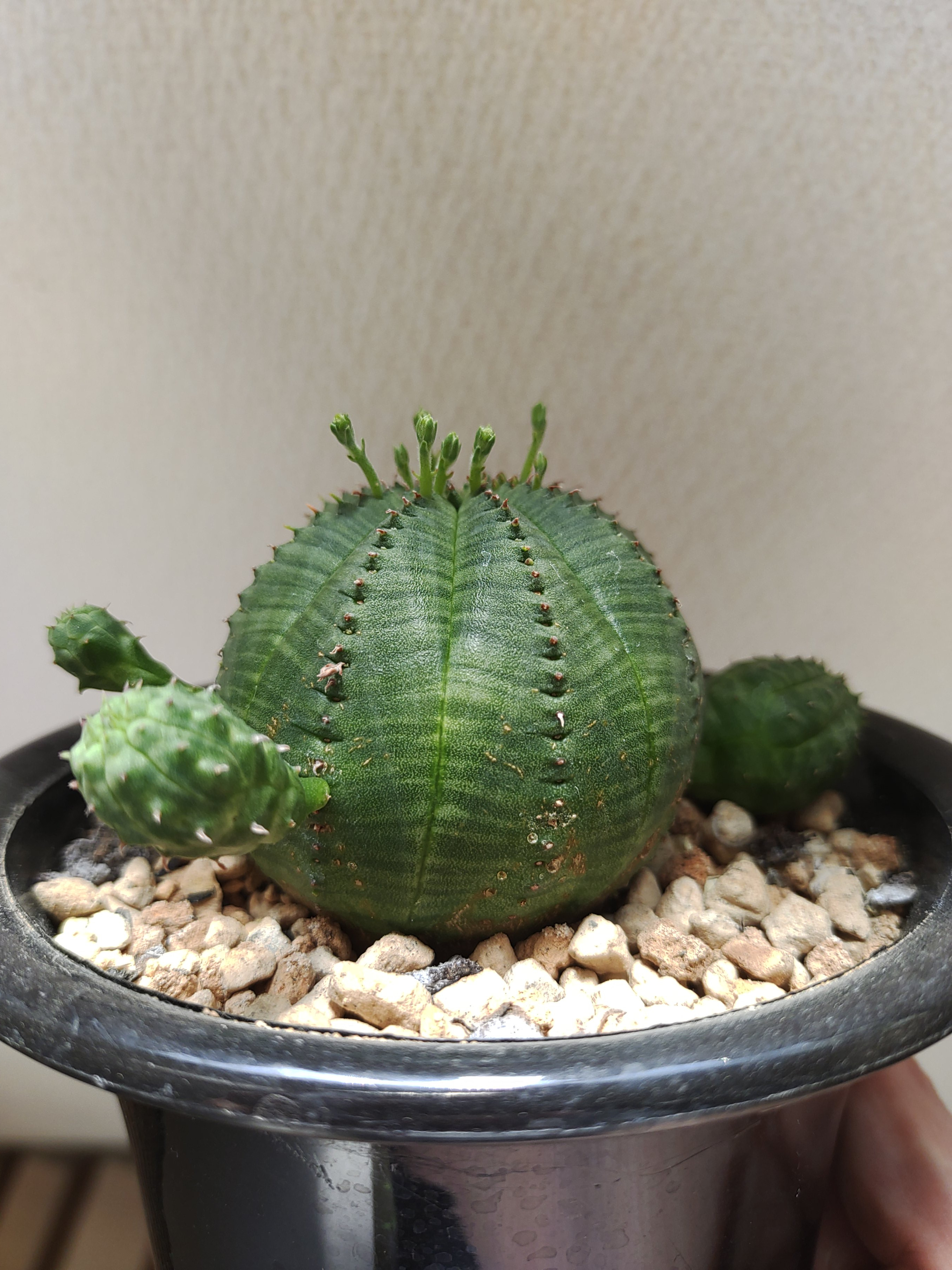 オベサの花（画像あり）