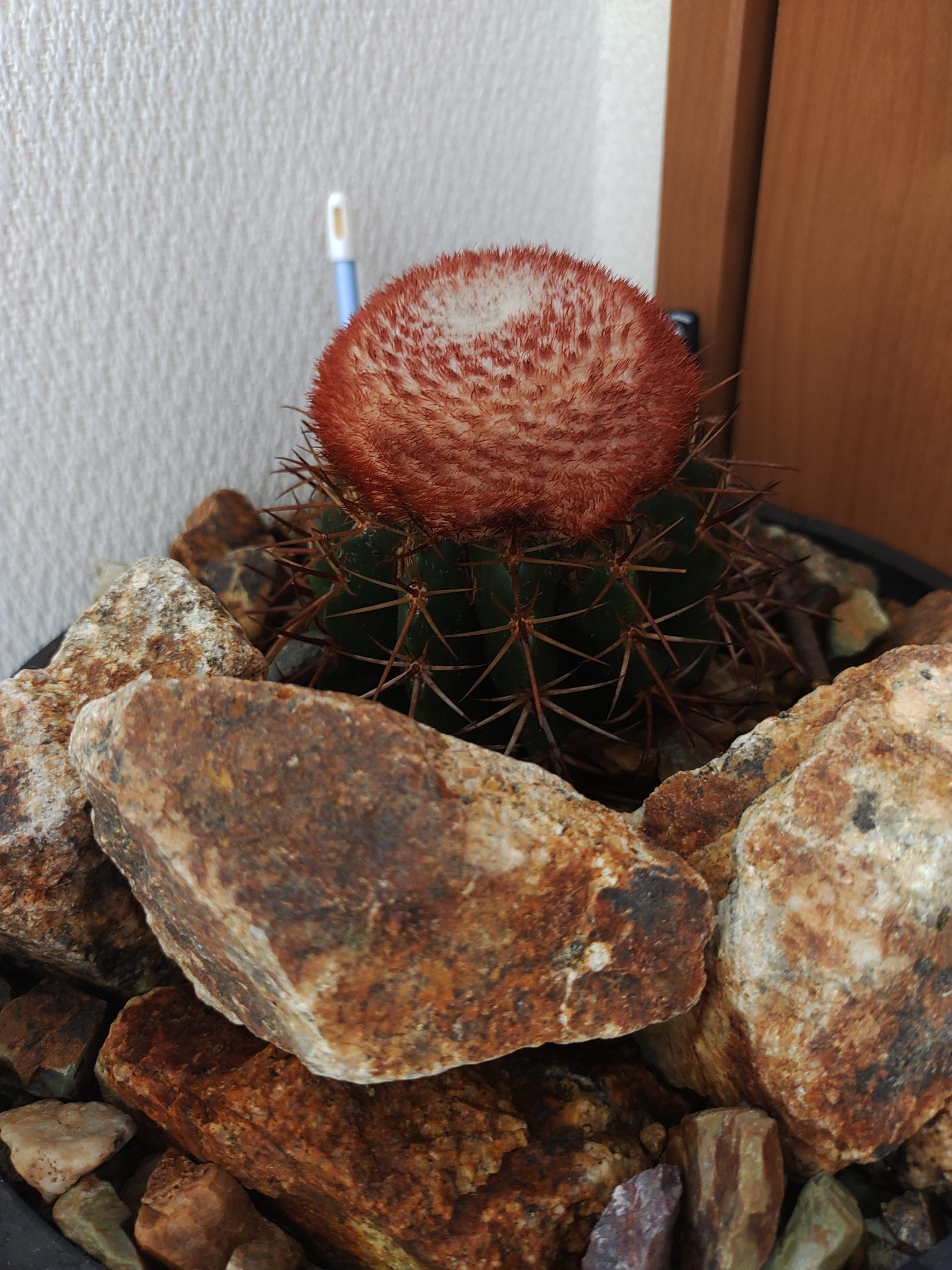 メロカクタス（画像あり）
