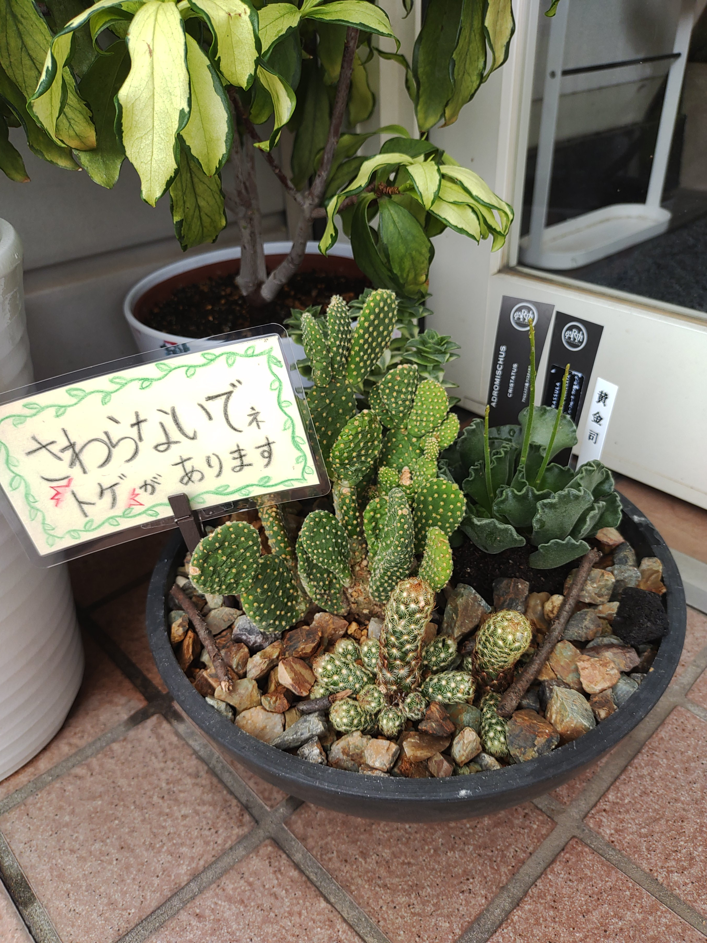 寄せ植え（画像あり）