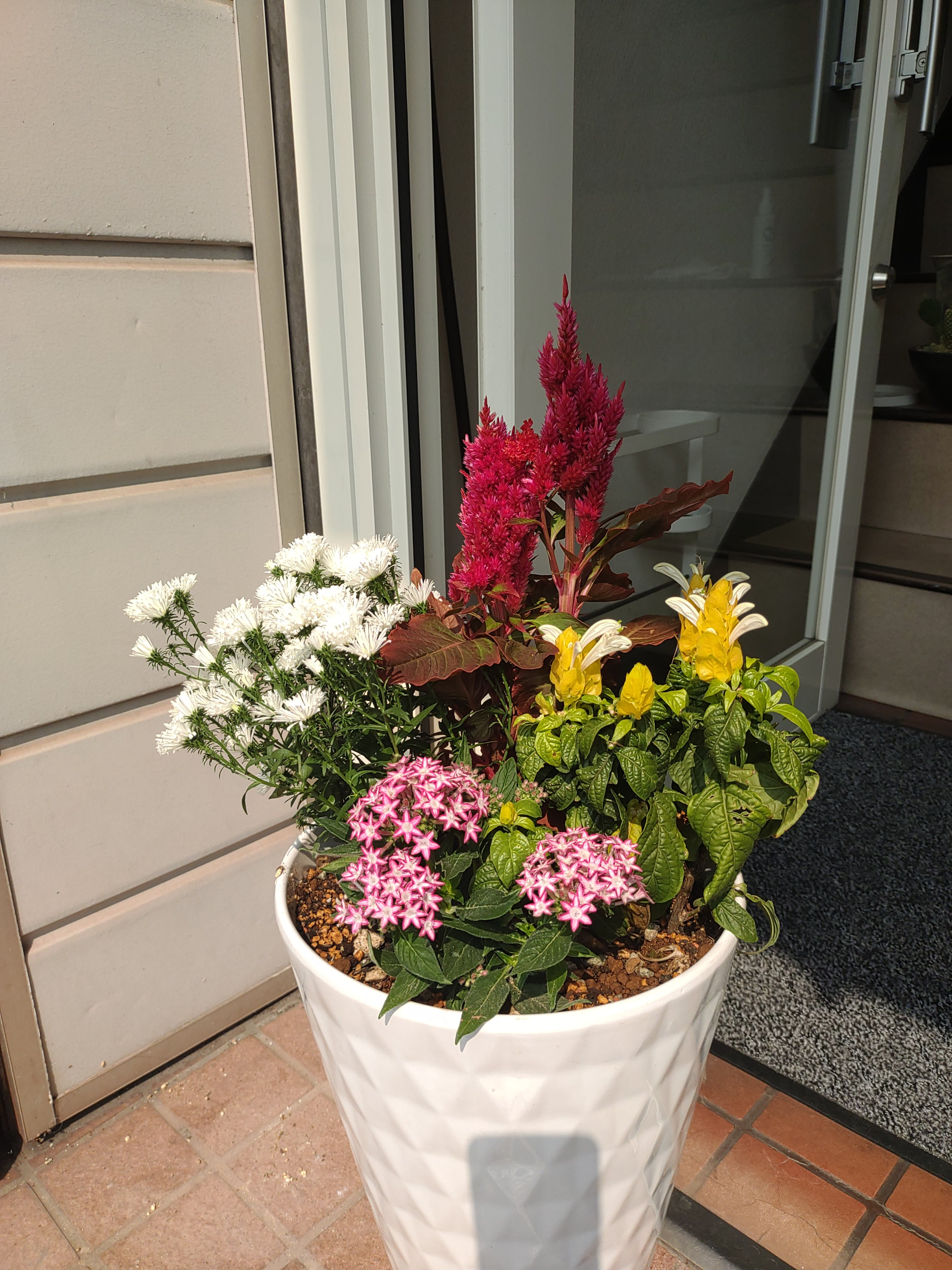 寄せ植え（画像あり）