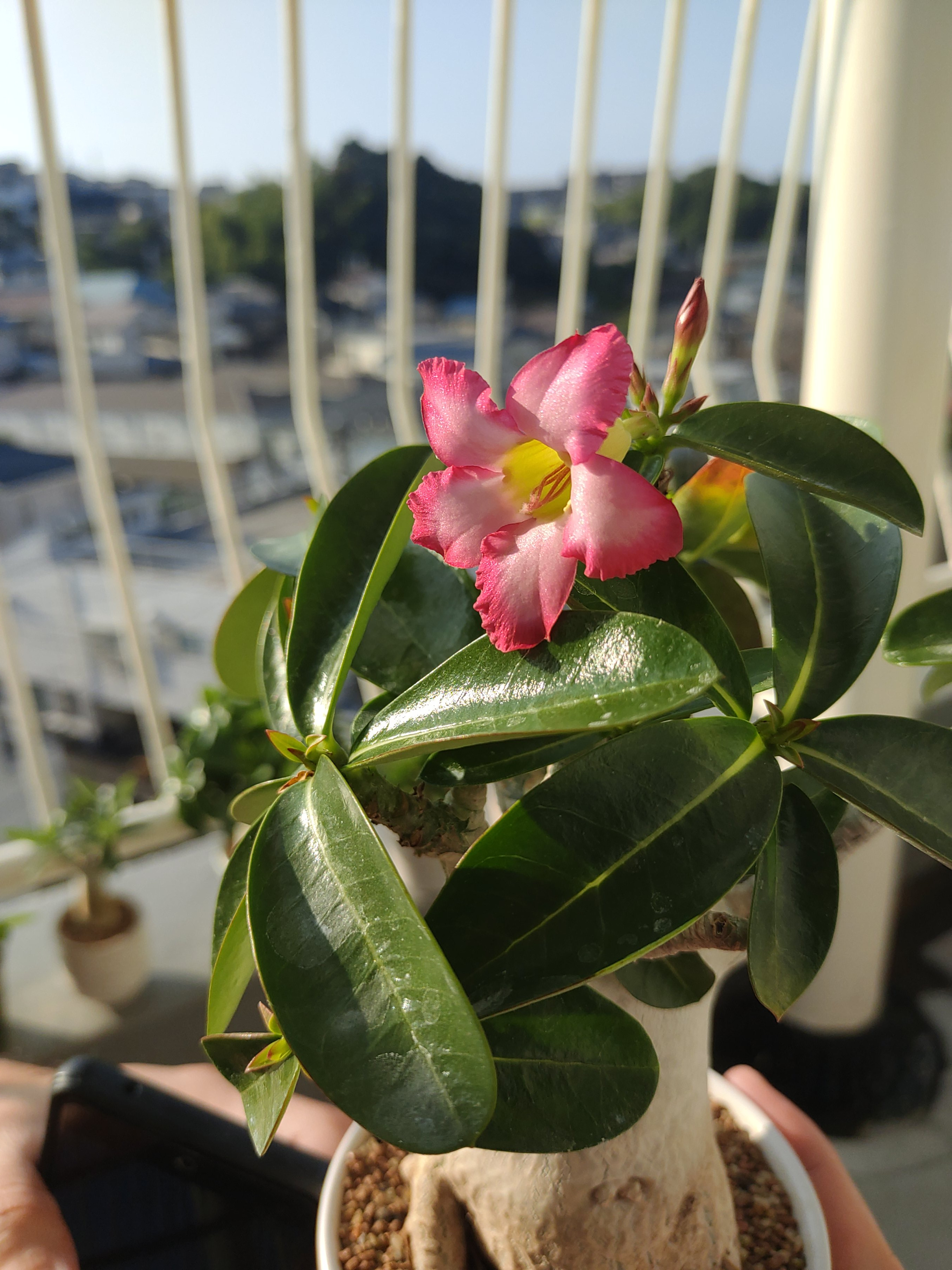 花が咲いたっ（画像あり）