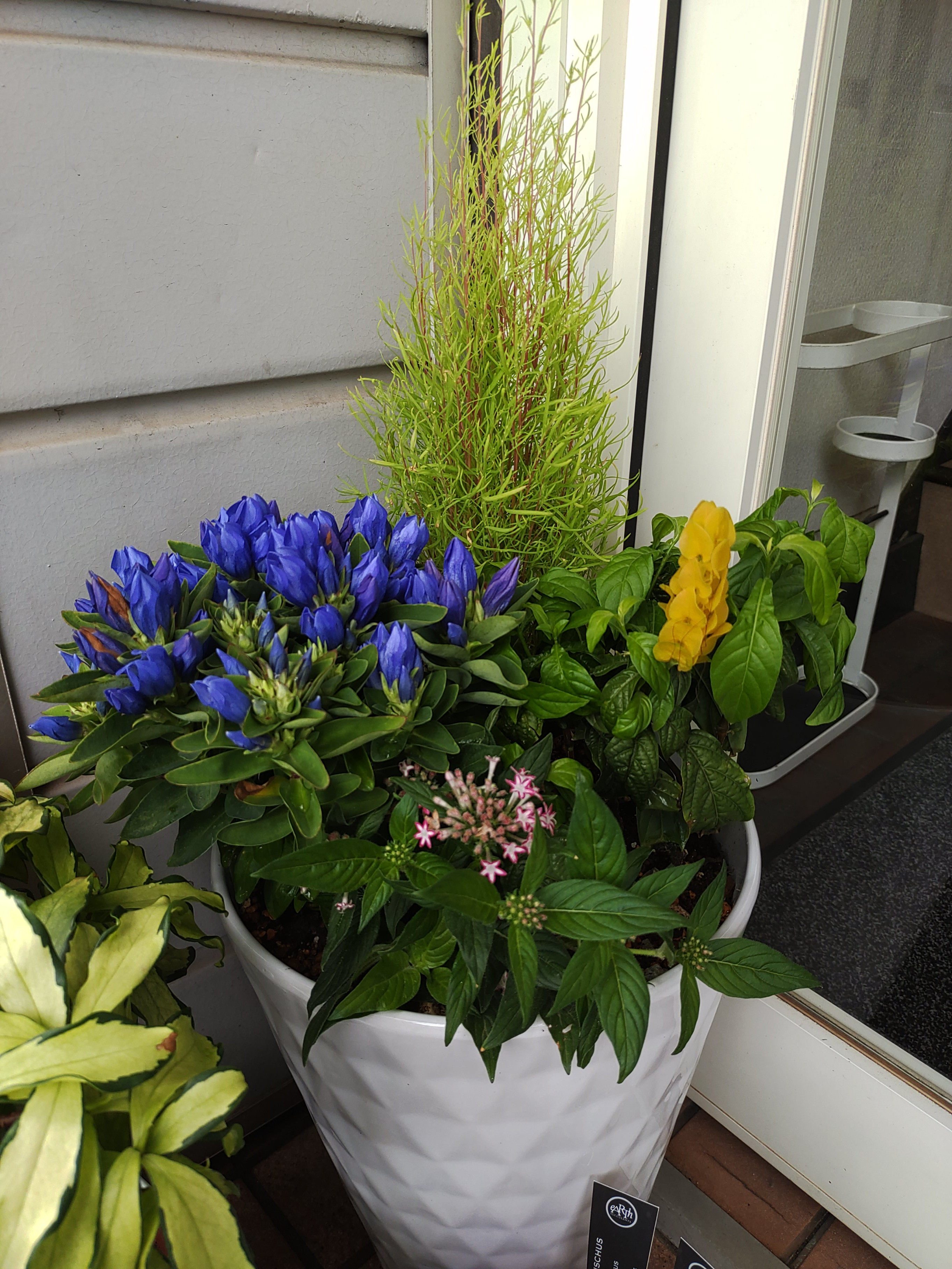 新しい寄せ植え（画像あり）