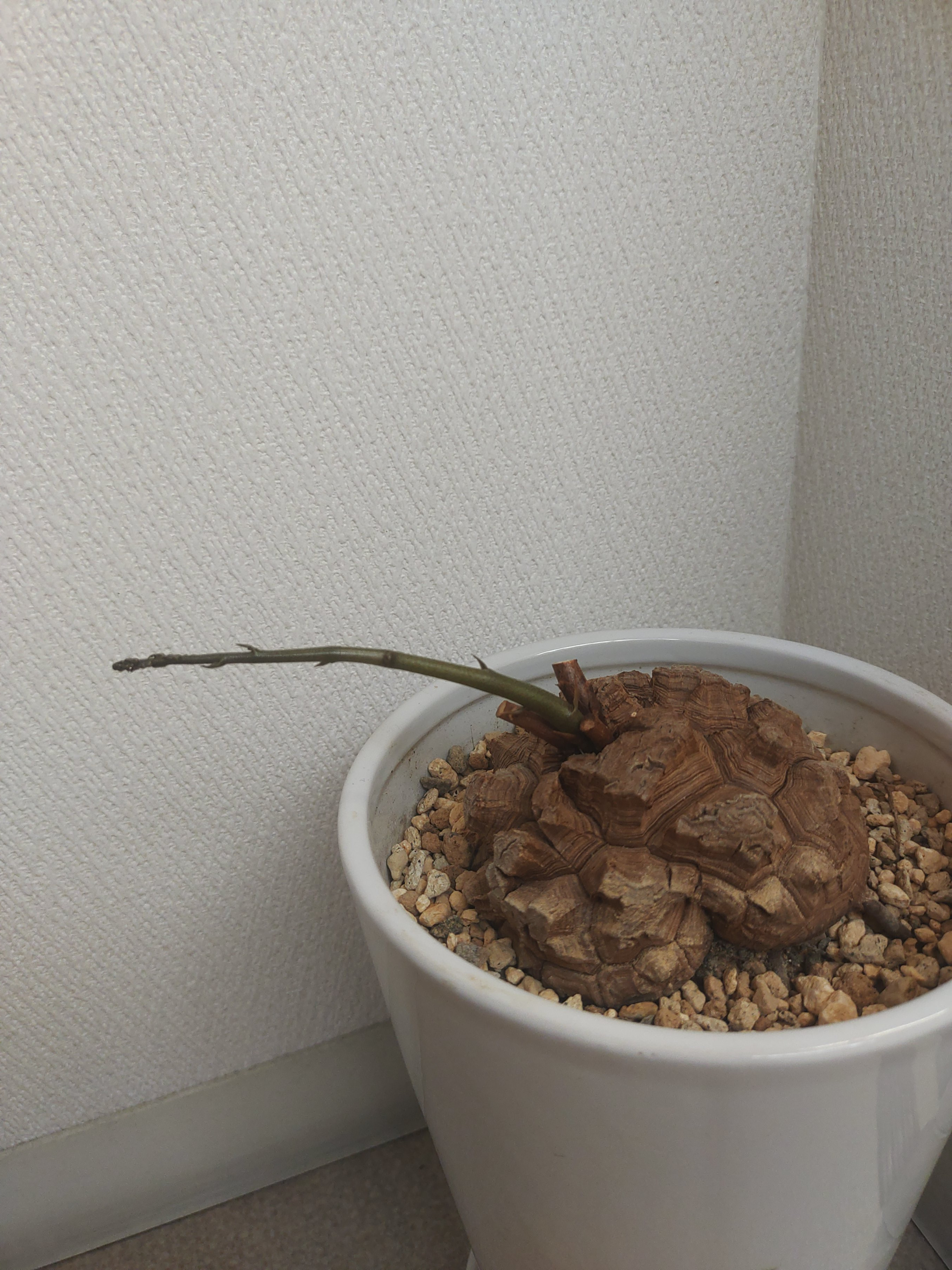 良かった、生きてました（画像あり）