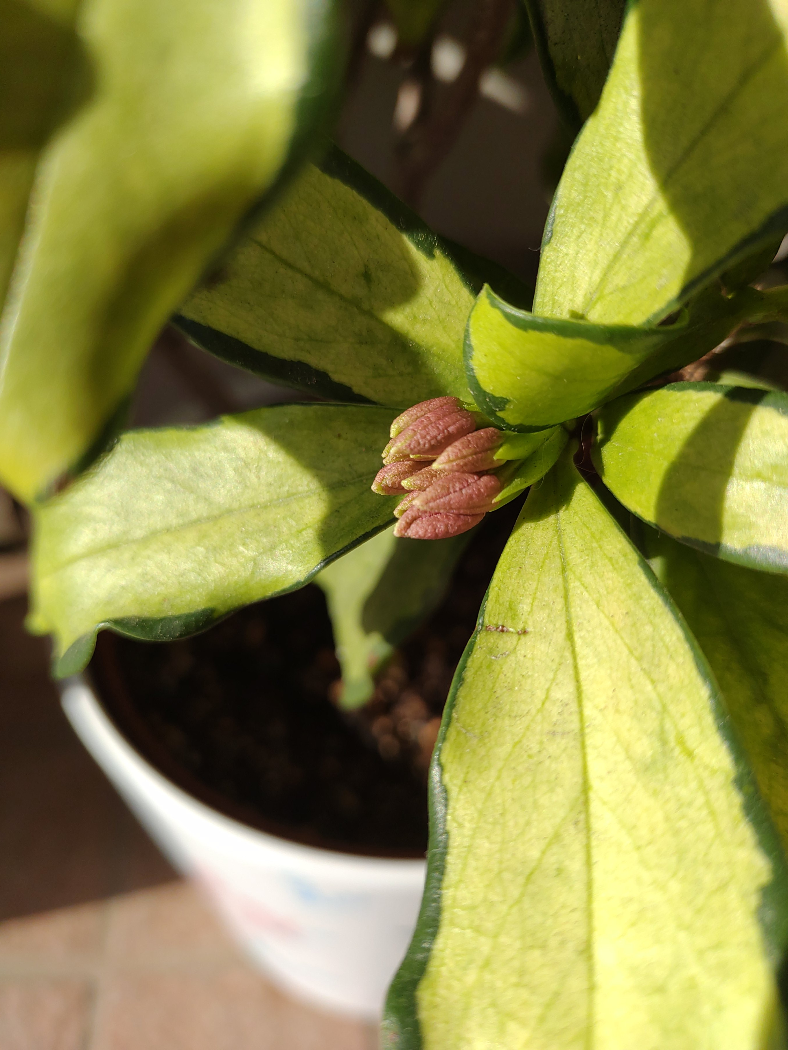 今年の沈丁花（画像あり）