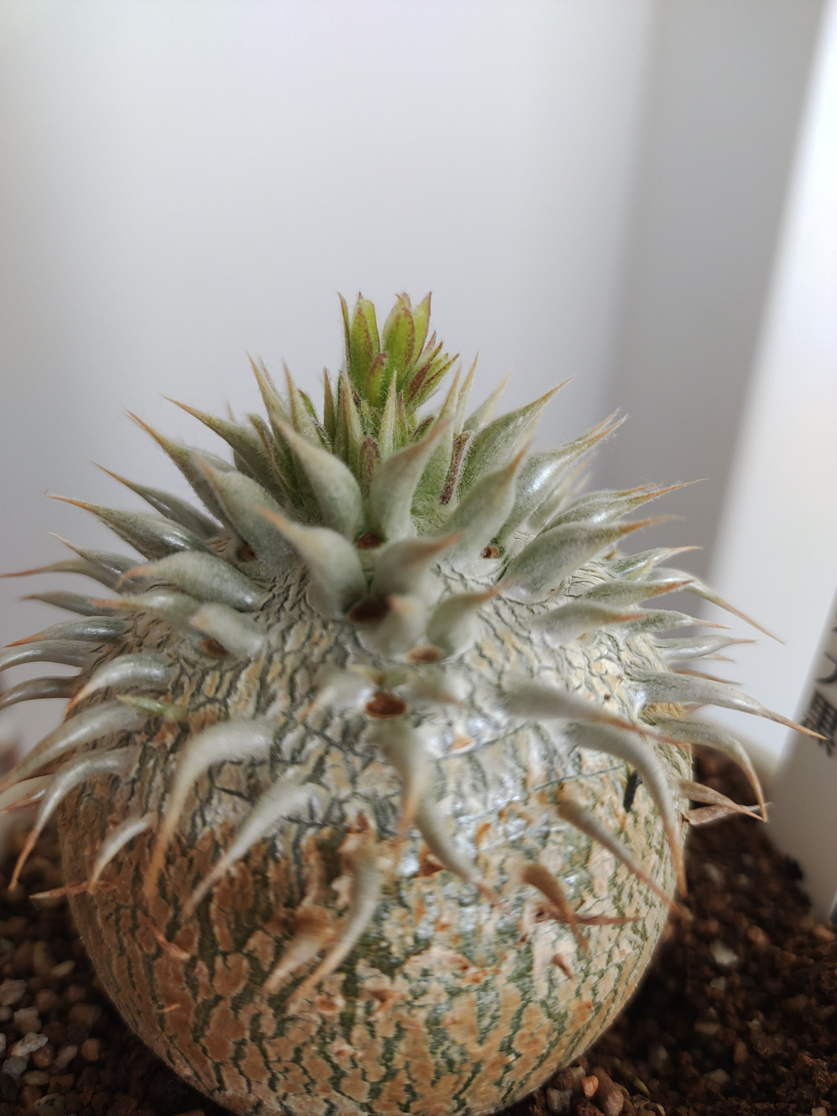 初めて咲くかも⁉ （画像あり）