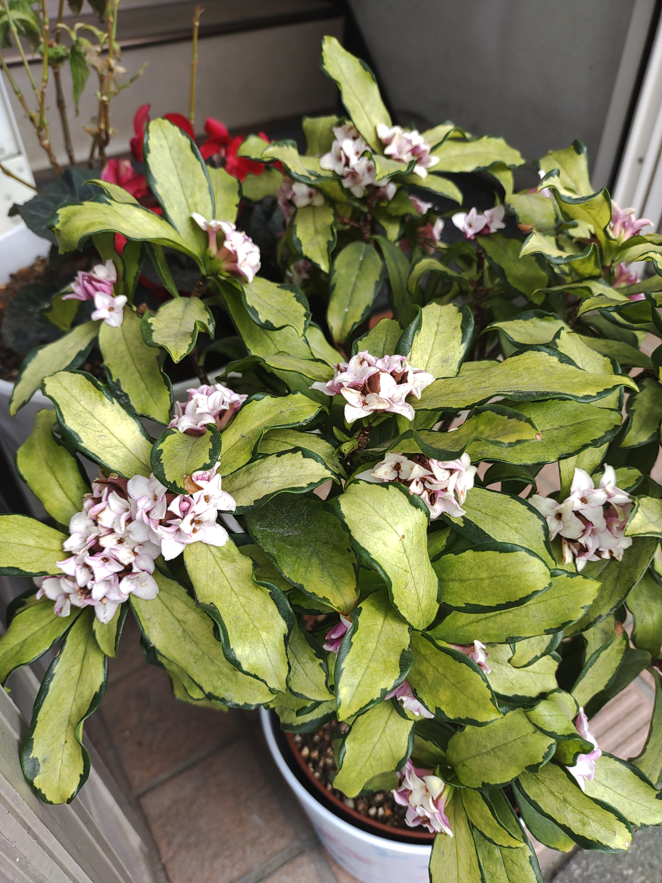 満開すぎて…（画像あり）