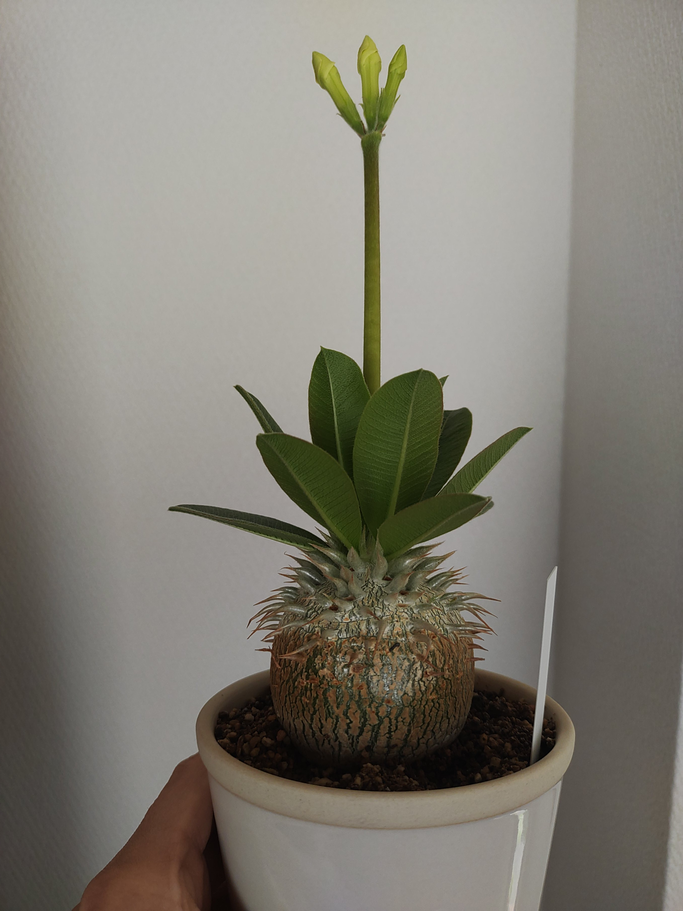 こんなに伸びたのに…（画像あり）